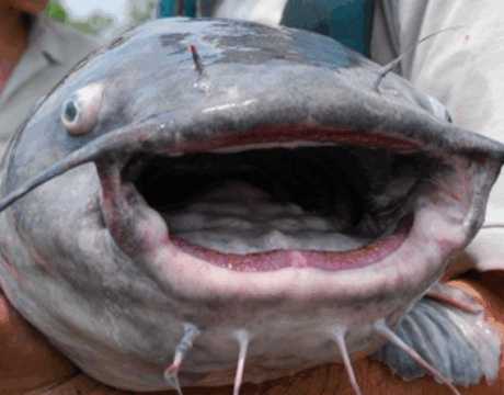 Blue Catfish