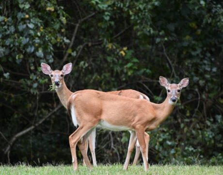 Deer