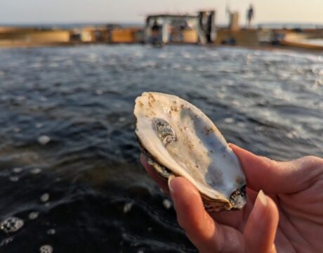 Oyster