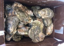 oyster season