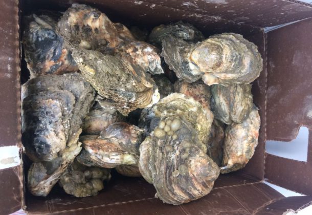 oyster season