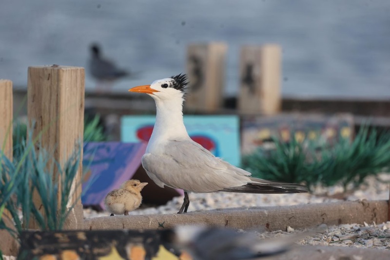 MD's Tern Raft Celebrates 5 Successful Years of Hosting Nesting Waterbirds