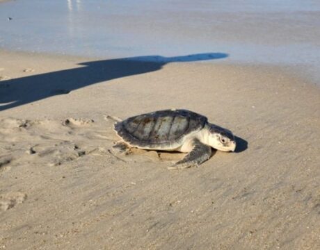 Aquatic Wildlife