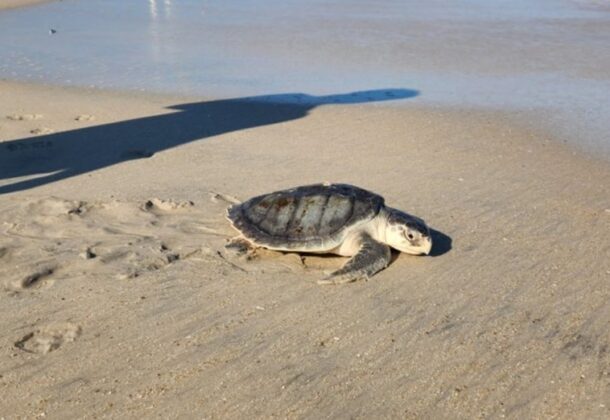 Aquatic Wildlife