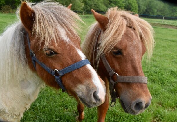 Pony