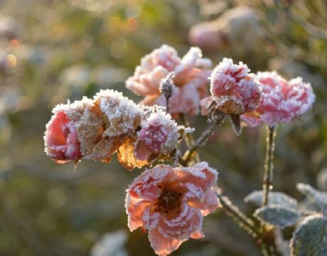 Frost