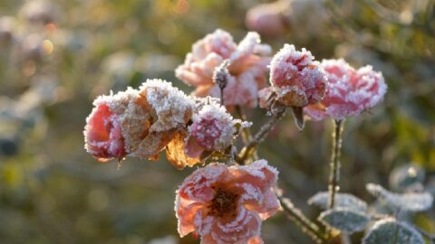 Frost
