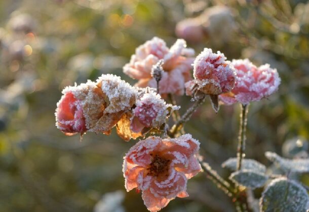 Frost