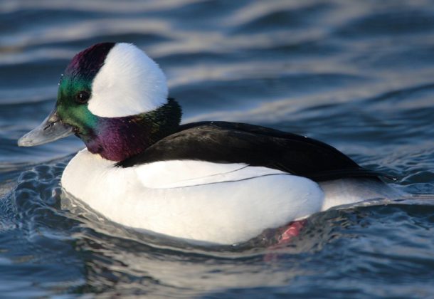 birds wintering in the Chesapeake