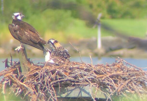 ospreys news